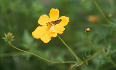 Brown skipper butterfly perched on a bright yellow cosmos flower.