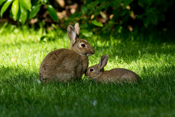 Mother bunny rabbit protecting her cute baby on fresh green grass on a spring morning with lots of sunshine surrounded by fresh green leaves.
