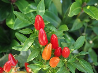 Ashikaga Flower Park in Autumn