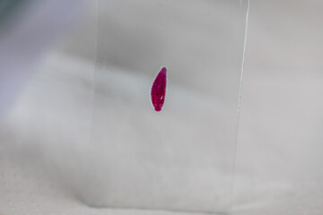 The study parasite or worms is a freshwater fish parasite in laboratory for education.
