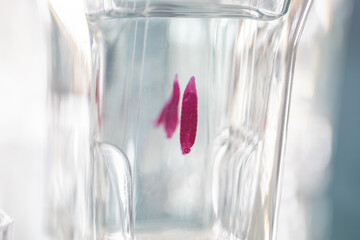 The study parasite or worms is a freshwater fish parasite in laboratory for education.
