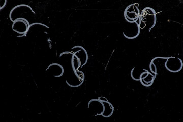 The study parasite or worms is a freshwater fish parasite in laboratory for education.
