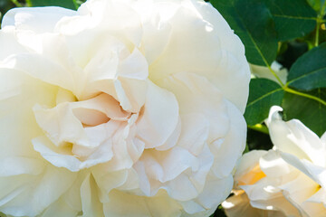 Blossoming beautiful rose flowers. White roses blossom in summer garden