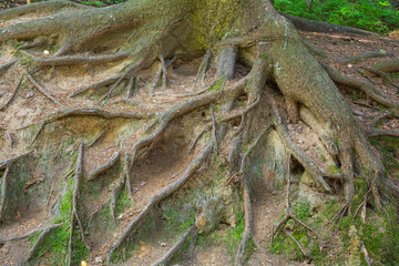 Tree roots on forest ground