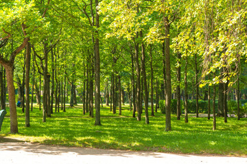 Old linden trees with long straight trunks and branches bent up like candelabra