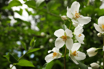 View of beautiful jasmine flowers outdoors. Space for text