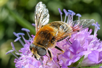 gros plan sur un insecte butineur