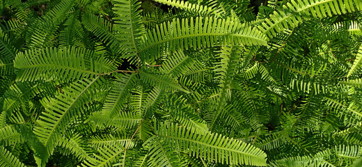 green fern leaves in the forest