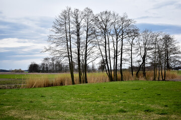Wysokie drzewa na łąkach i polach na wsi.