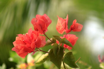 Flores hermosas y pintorescas en Methoni, Grecia
