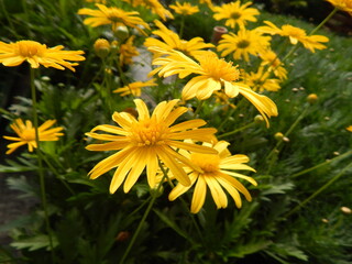 yellow dandelion flower