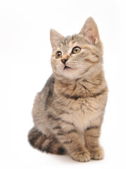 Obraz premium british cat isolated on white