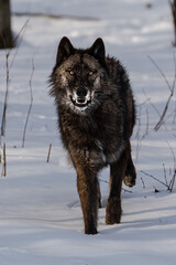 Fototapeta premium Alpha Wolf