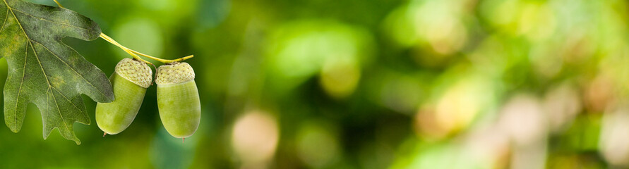 image of oak trees with acorns in the forest close-up