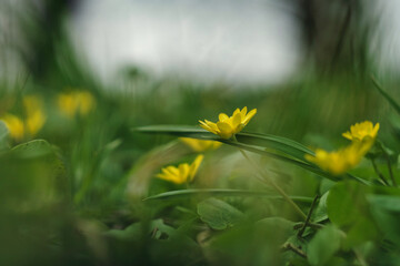 Żółte kwiaty na tle zielonej trawy.