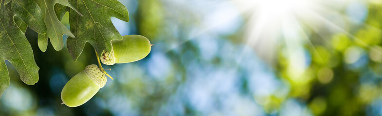 image of oak trees with acorns in the forest close-up