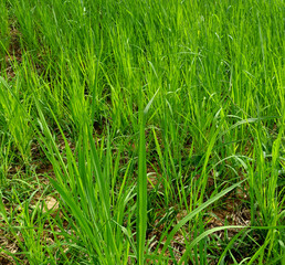 Fototapeta premium rice field in the big forest