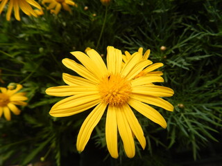 yellow flowers in the garden