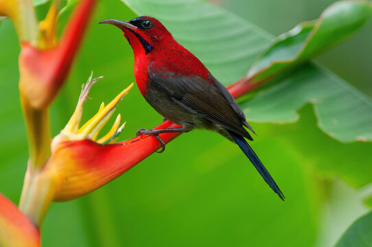 crimson sunbird (Aethopyga siparaja) on heliconia, unofficial national bird of singapore