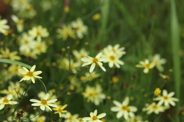 Obraz premium field of daisies