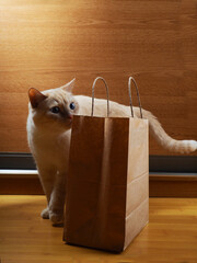a white red cat explores a craft package in a home environment