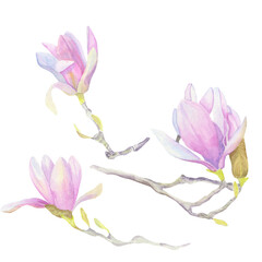 Magnolia in watercolor. A set of elements.
