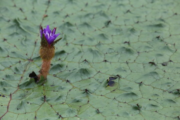 Victoria lotus