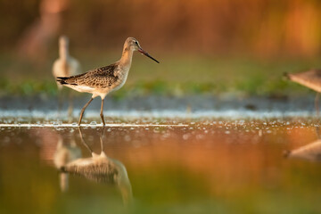 Black-tailed godwit (Limosa limosa), with beautiful orange background. Colorful shorebird with brown and black feathers in the lake. Wildlife scene from nature, Hungary