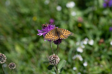 Dark Green Fritillary (Argynnis aglaja)