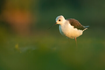 Black-winged stilt (Himantopus himantopus), with beautiful orange background. Colourful shorebird with white and black feathers in the lake. Wildlife scene from nature, Hungary