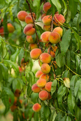 Peaches on tree featuring peaches, peach fruit, and peach on tree in Milas, in Bistrita, Romania, 2021, August