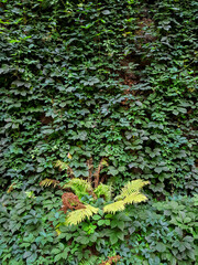 Fototapeta premium hedge on the facade of an old building, texture or background, vertical landscaping