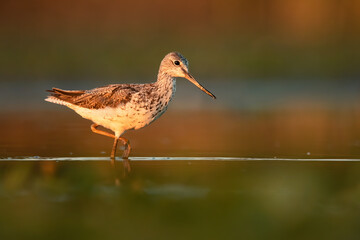 Common greenshank (Tringa nebularia), with beautiful orange background. Colourful shorebird with white and black feathers in the lake. Wildlife scene from nature, Hungary