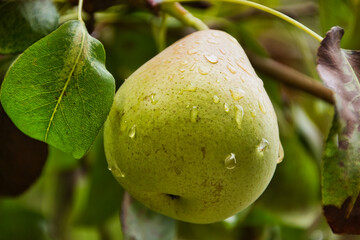 Pear after the rain