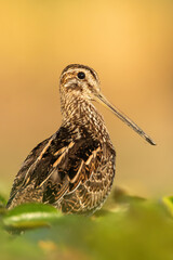 Common snipe (Gallinago gallinago), with beautiful orange background. Colourful shorebird with brown feathers in the lake. Wildlife scene from nature, Hungary