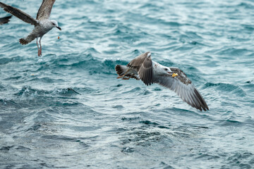 Seagulls eating food over the sea
