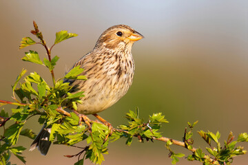 Corn bunting (Emberiza calandra), with beautiful yellow coloured background. Colorful song bird with brown feather sitting on the branch  in the steppe. Wildlife scene from nature, Czech Republic