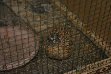 Quail in a cage