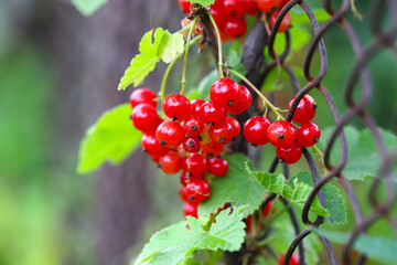 Branch with ripe red currant berries in the garden on a green defocused background. The concept of a good harvest. Agriculture.