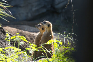 Meerkat