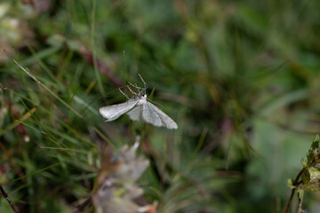 Papillon sur branche