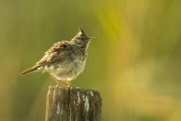 Crested lark (Galerida cristata), with a beautiful yellow coloured background. Colourful songbird with brown feathers sitting on the branch in the steppe. Wildlife scene from nature, Hungary - obrazy, fototapety, plakaty