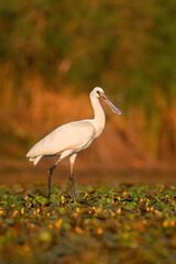 Eurasian spoonbill (Platalea leucorodia), with beautiful orange background. Colourful water bird with white feathers in the lake. Wildlife scene from nature, Hungary
