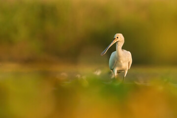 Eurasian spoonbill (Platalea leucorodia), with beautiful orange background. Colourful water bird with white feathers in the lake. Wildlife scene from nature, Hungary