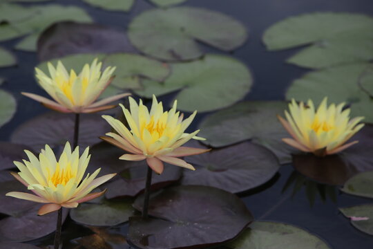 white water lily in pond