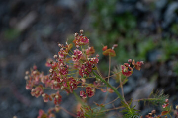 Fleurs de prairie