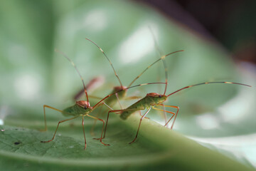 spider on a leaf