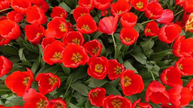 Colourfull blooming tulips in Spring. High quality photo in floral keukenhof gardens
