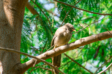 white tailed macaque