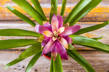 Fototapeta premium Top view image of pretty bromeliad with central red leaves